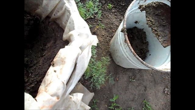 Подкормка огурцов, арбузов, кабачков.