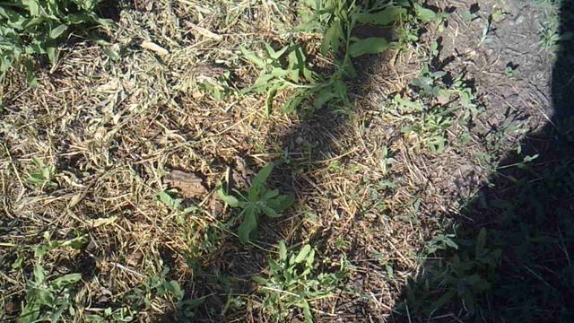 Иллюстрация вращения земли с помощью "ползущих" теней