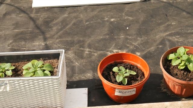 ПЕРВЫЙ ОПЫТ С РАССАДОЙ ПЕТУНИЙ