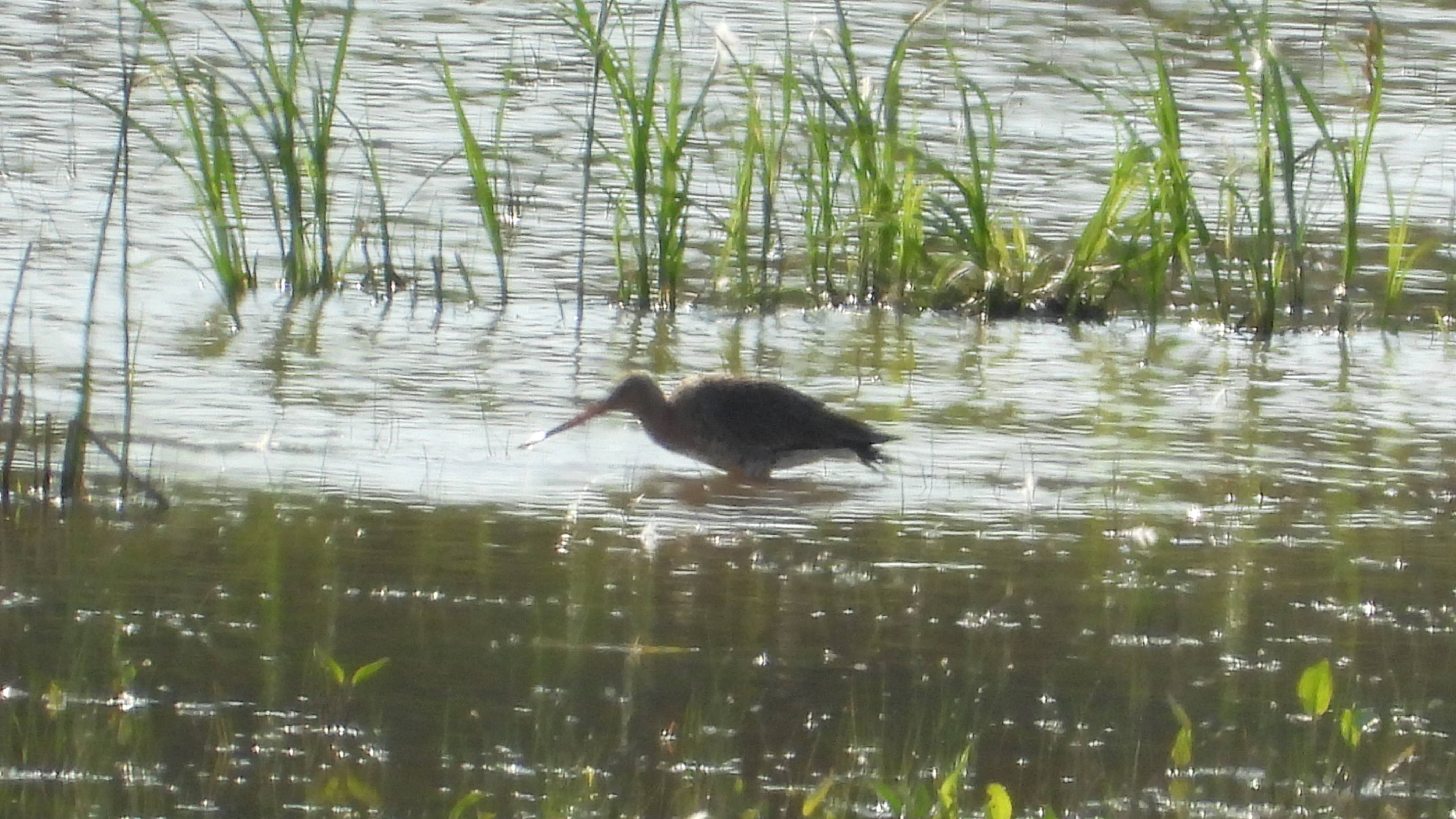 Большой Веретенник, наблюдение птиц в Новгородской области, 4 июня 2025