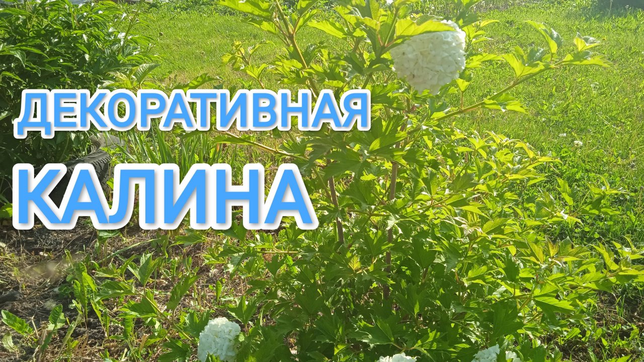 Декоративная калина