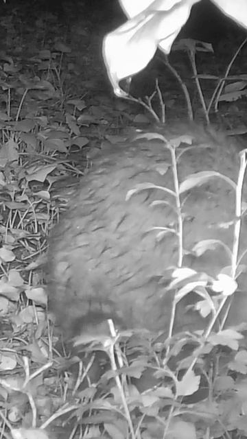 Енот сказал: «Это МОИ печеньки!»