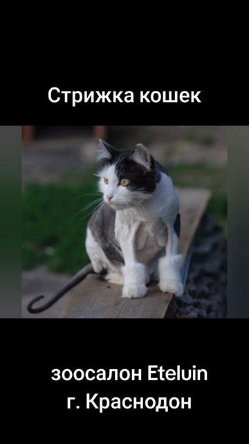 Стрижка кошек. Зоосалон Eteluin г.Краснодон.