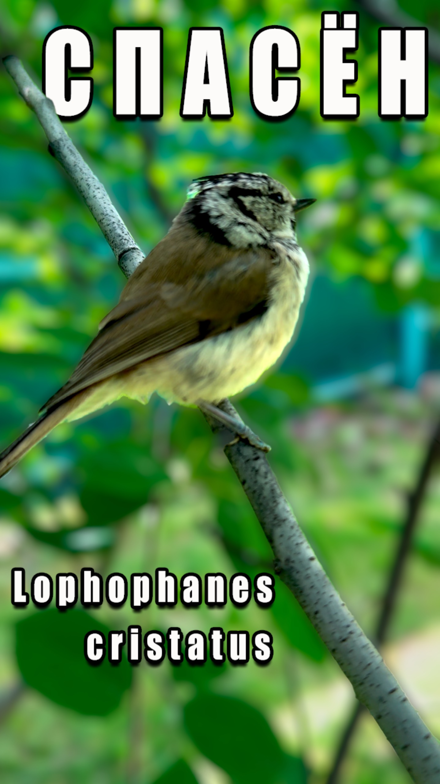 Хохлатая Синица 🐦 Lophophanes Cristatus