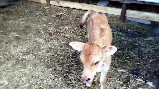 МЫ НИКУДА НЕ ТОРОПИМСЯ ВСТАЛИ УТРОМ И ЖИВЕМ