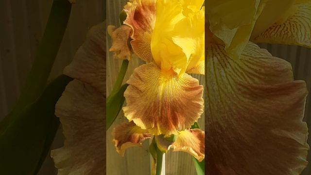 ирис GOOD PROSPECTS