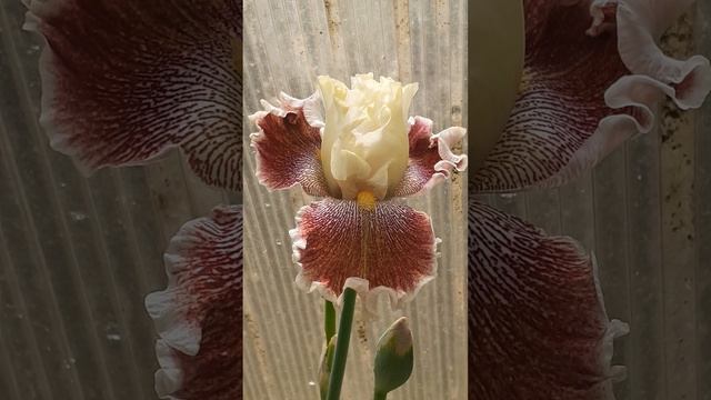 ирис WONDERS NEVER CEASE