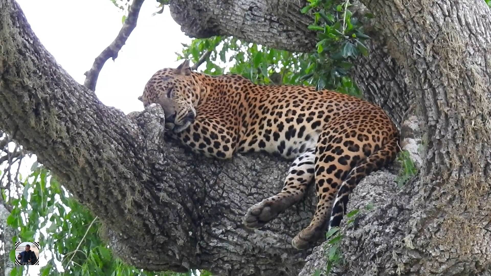 Гонки за леопардами, парк Яла, Шри-Ланка 2025 #леопард #наблюдениезаптицами #шриланка2025 #srilanka