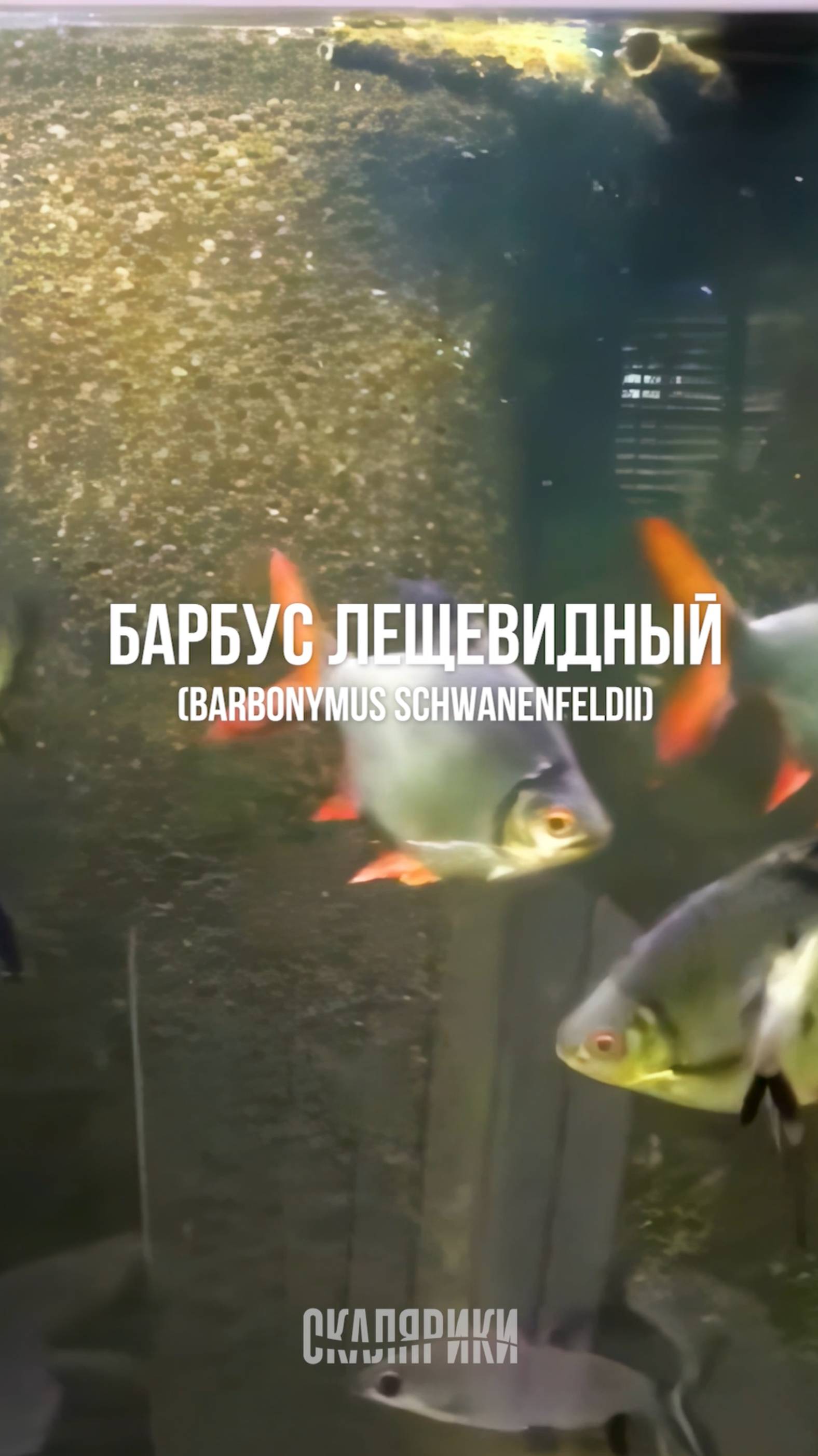 Барбус лещевидный