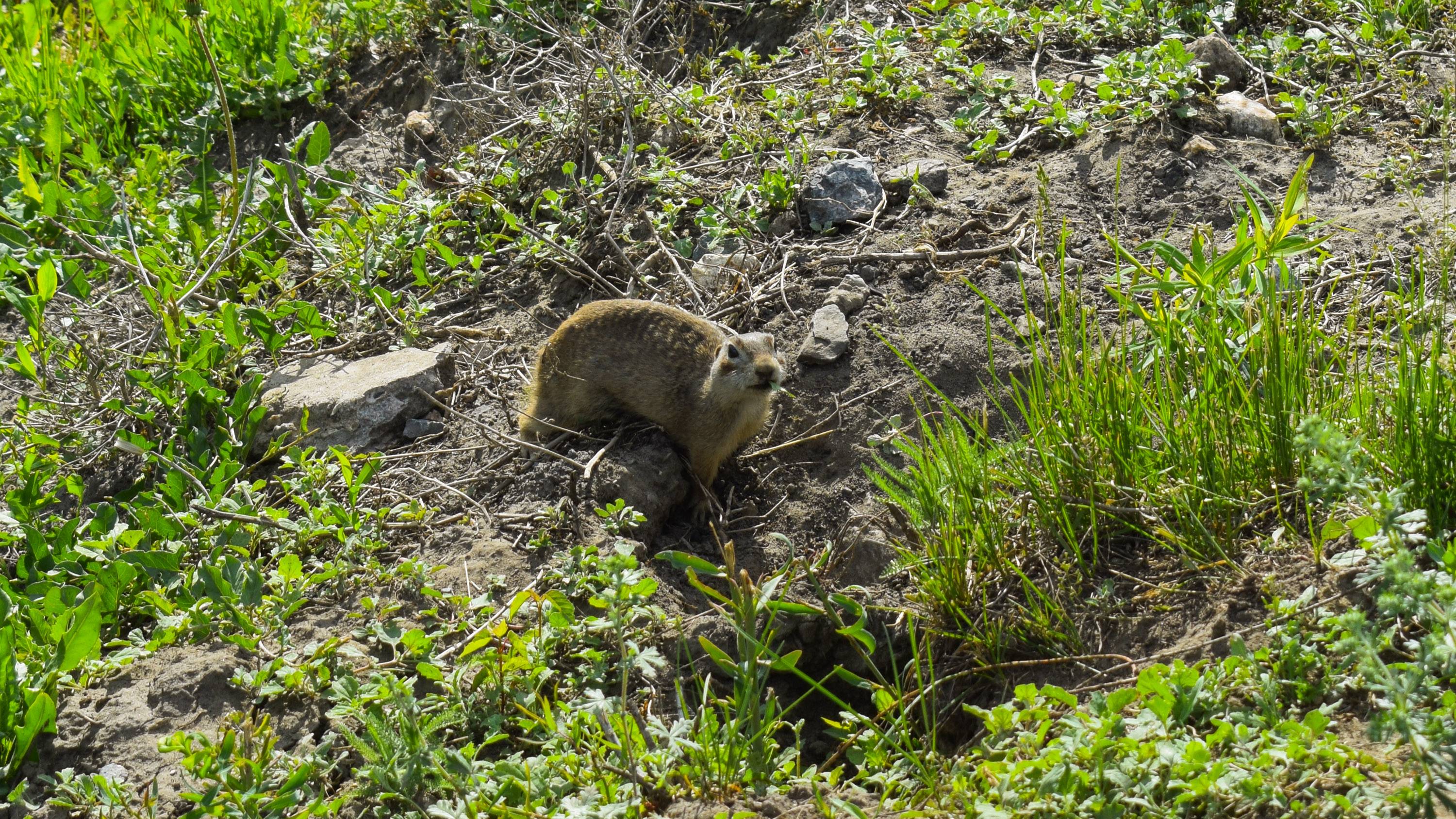 Суслик, который никого не боится.