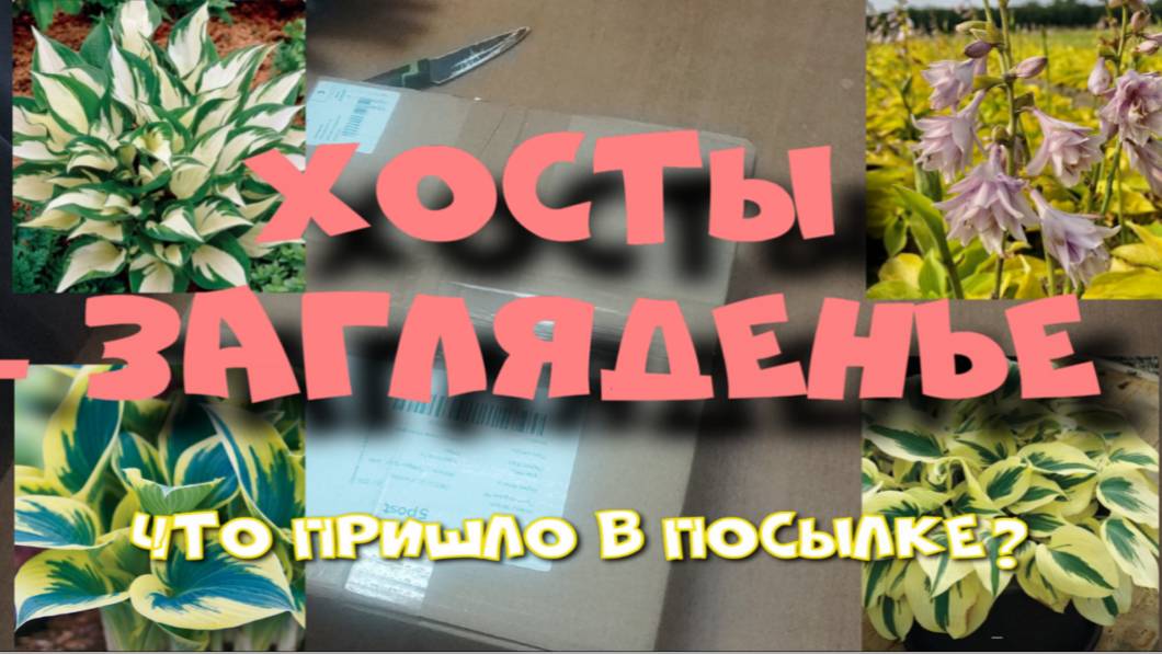 ХОСТЫ - ШИКАРНЫЕ СОРТА!  РАСПАКОВКА.