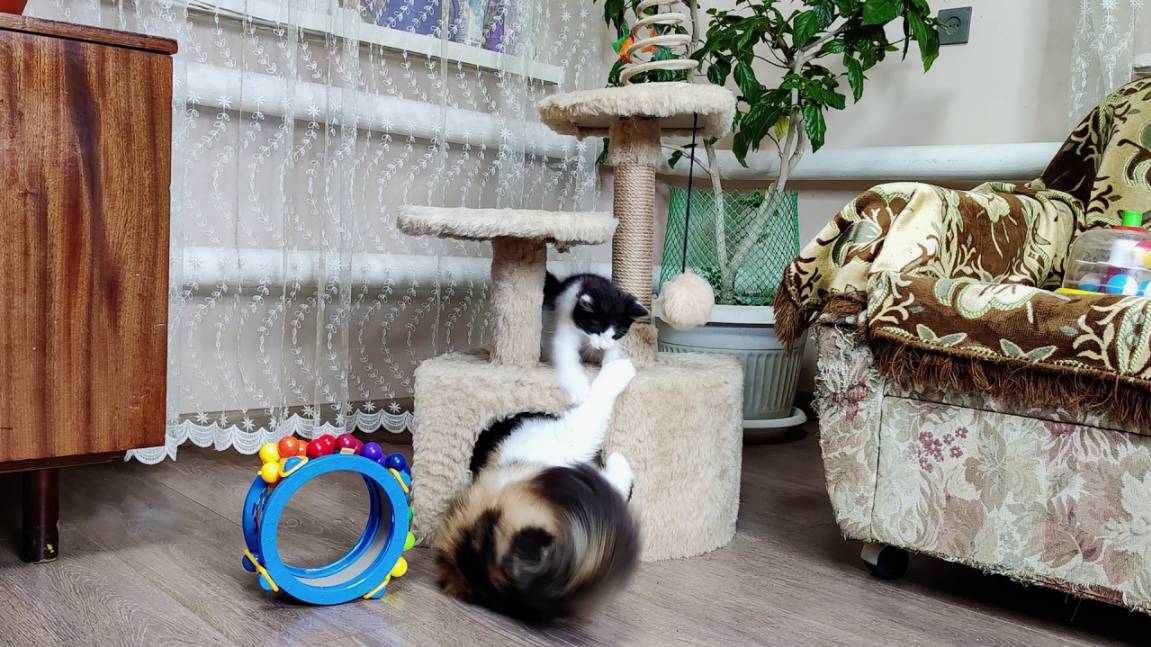 Котенок пытается выгнать кошку из дома.