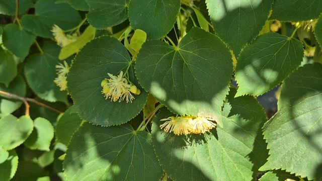 Июньским днём на даче.