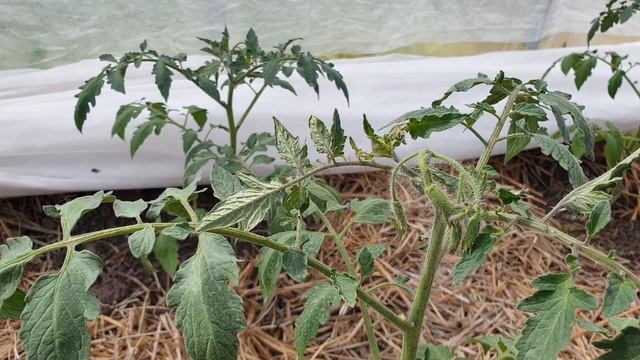 Обработка томатов по "листу". Чем ,когда и сколько. Будет взрывное цветение и урожай.