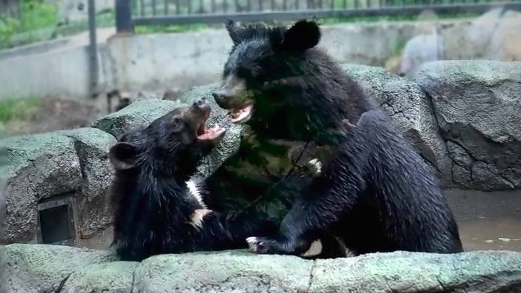 Медвежата Фима и Дуся вкусно позавтракали и продолжили игрой  в бассейне,  борясь и плескаясь.