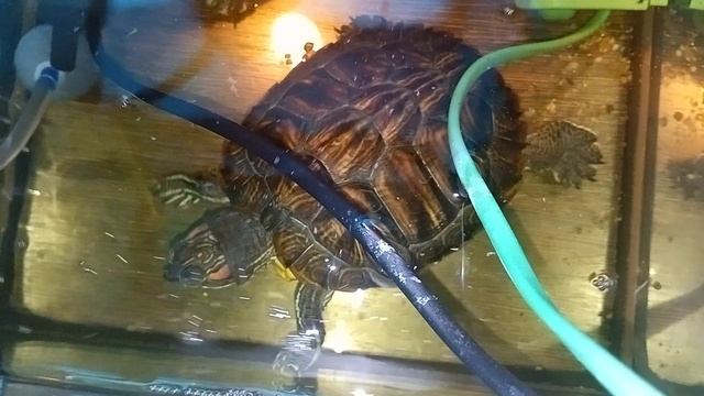 красноухие черепахи 06-06-2025