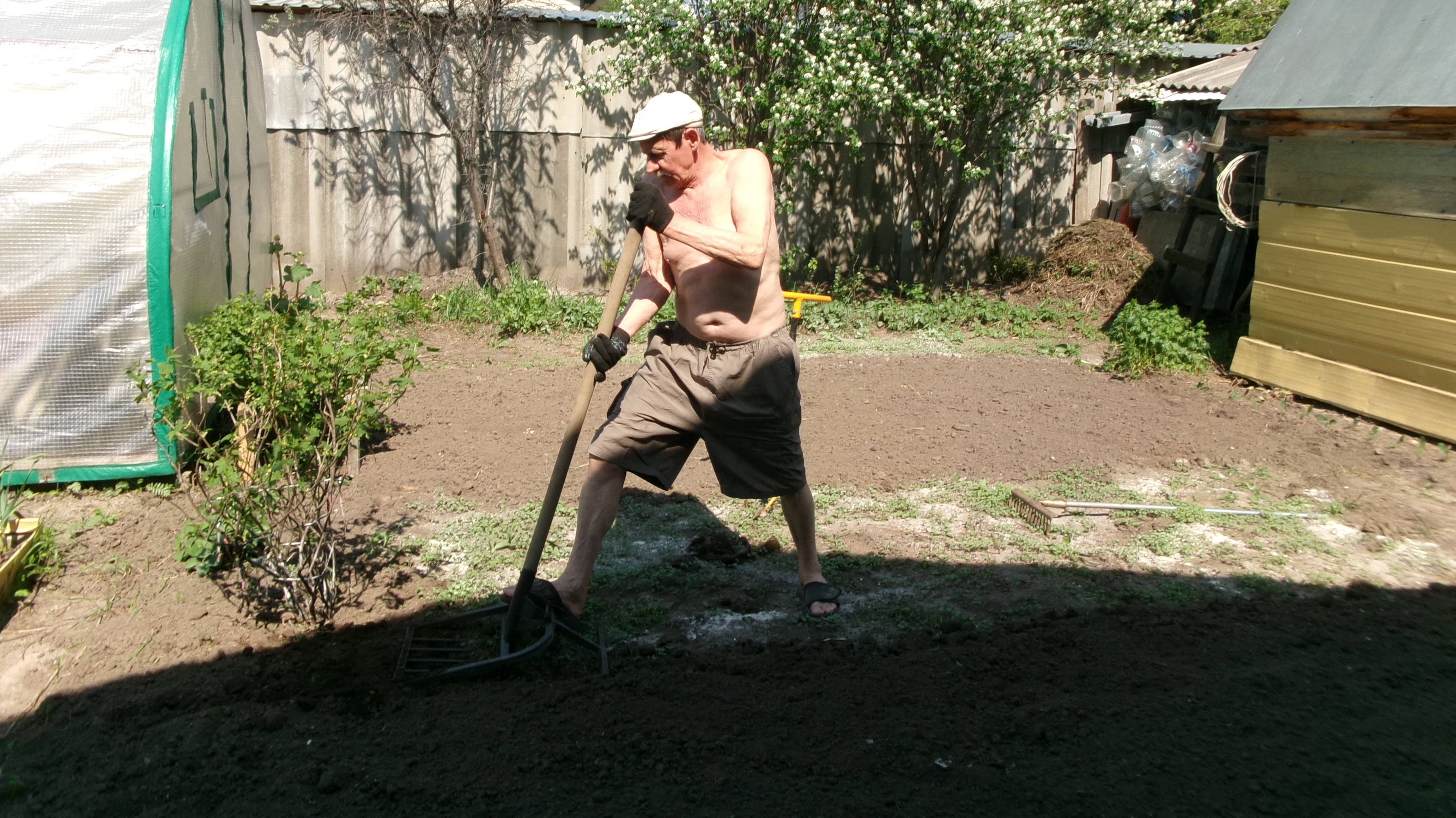 Мой любимый супруг, готовит место под посадку картофеля. Западная Сибирь.