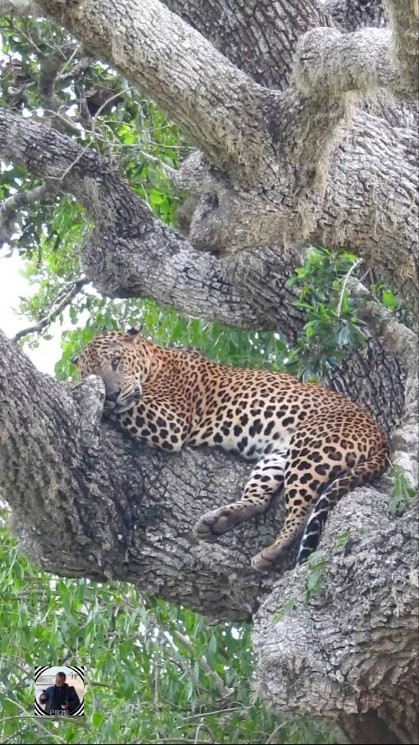 Леопард Лукас - самый большой леопард на Шри-Ланке. Парк Яла, 2025 #леопард #шриланка2025 #leopard