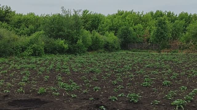 Вести с полей, серия 7. Завершение посевной компании.