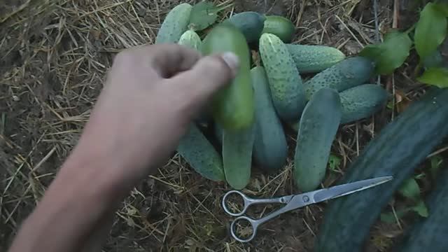 СБОР ОГУРЦОВ В ОТКРЫТОМ ГРУНТЕ, 15 АВГУСТА 2017