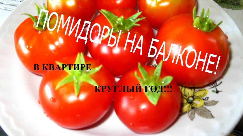 Как выращивать помидоры в квартире? Круглый год. Помидоры. На окне, на подоконнике. Простой лайфхак