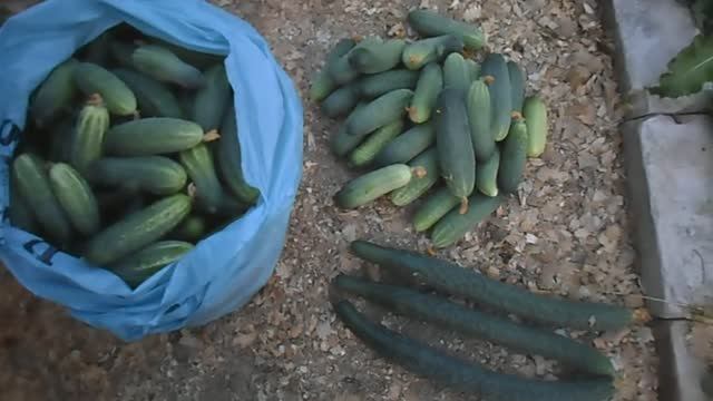 ВЕЧЕРОМ В ПАРНИКЕ И НА УЛИЦЕ СОБРАЛ ОТЛИЧНЫЙ УРОЖАЙ ОГУРЦОВ, 21 АВГУСТА 2017