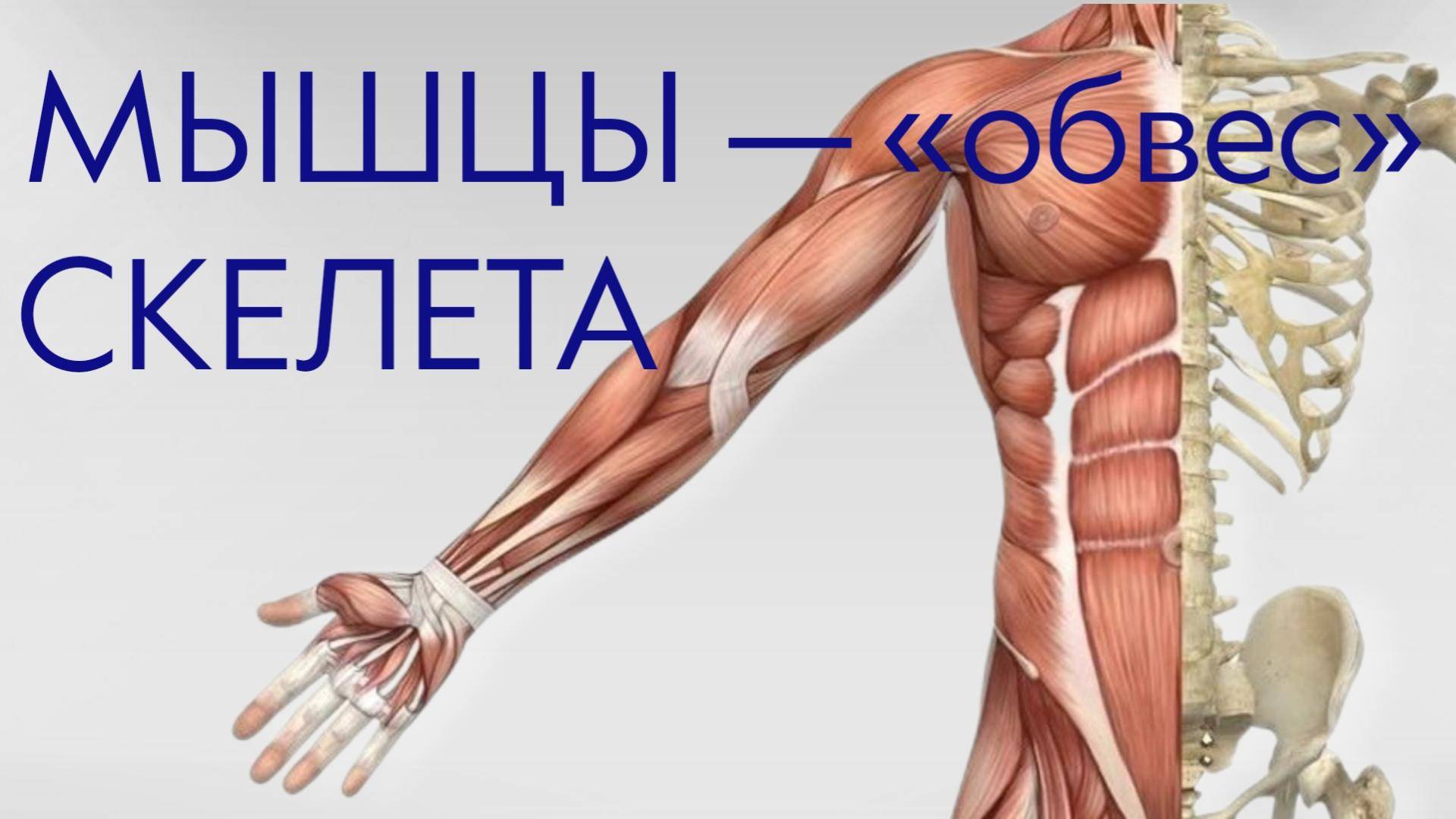 21. Мышцы – обвес скелета