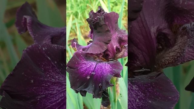 ирис BUBBLE BUBBLE