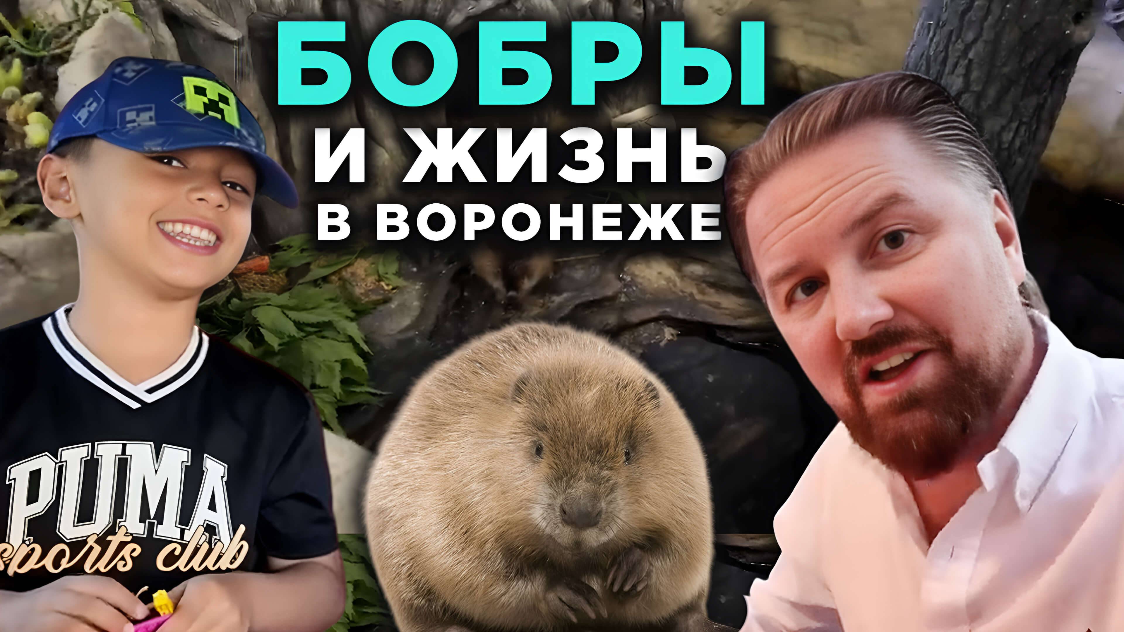 Бобры и жизнь в Воронеже