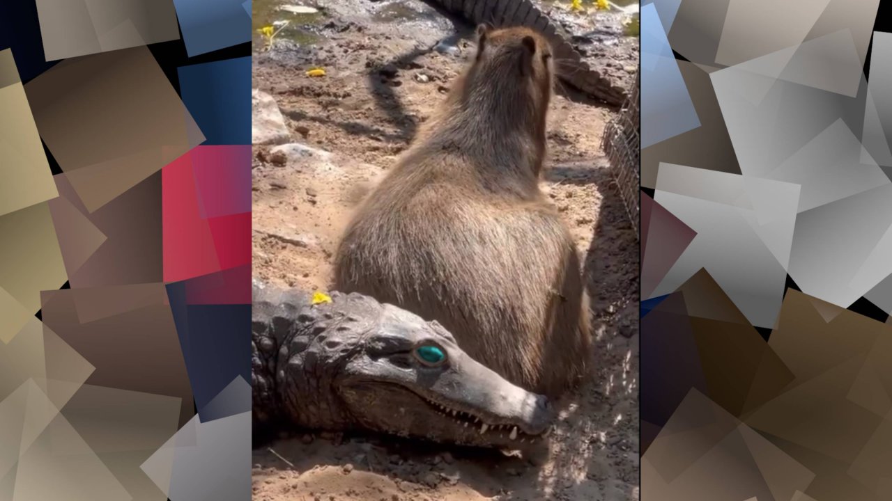 СМЕШНЫЕ ВИДЕО ДЛЯ ПОДНЯТИЯ НАСТРОЕНИЯ