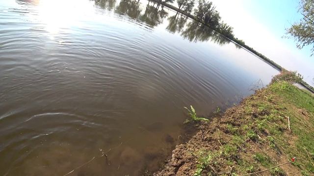 ПЕРВАЯ РЫБАЛКА НА ЗАКИДУШКИ 2025! Сазан гнёт сторожки, пришлось прыгать в воду. Жмых и кукуруза.