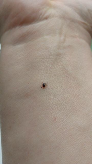 Сезон клещей продолжается!