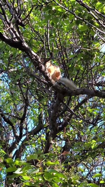 Белка на абрикосовом дереве ест косточки.  Анапа, Ореховая роща