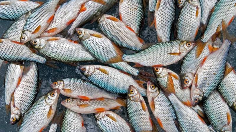 Оснастка для зимней удочки с отводным поводком