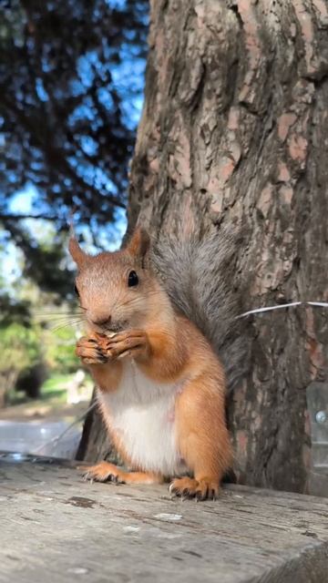 Белка спустилась  за грецким орехом.  Анапа, Ореховая роща
