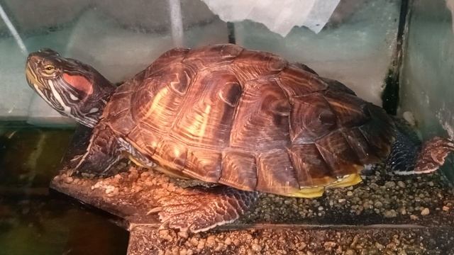 красноухая черепаха 07-06-2025