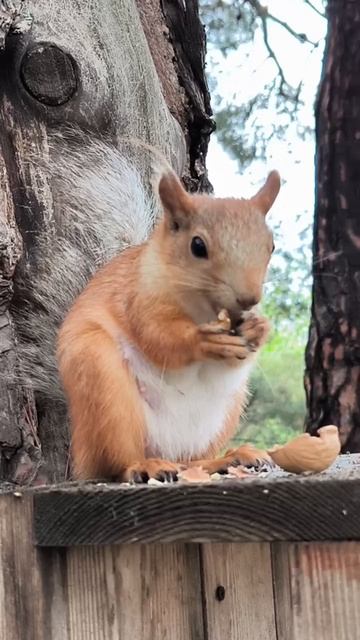 Белка ест орех.  Анапа, Ореховая роща