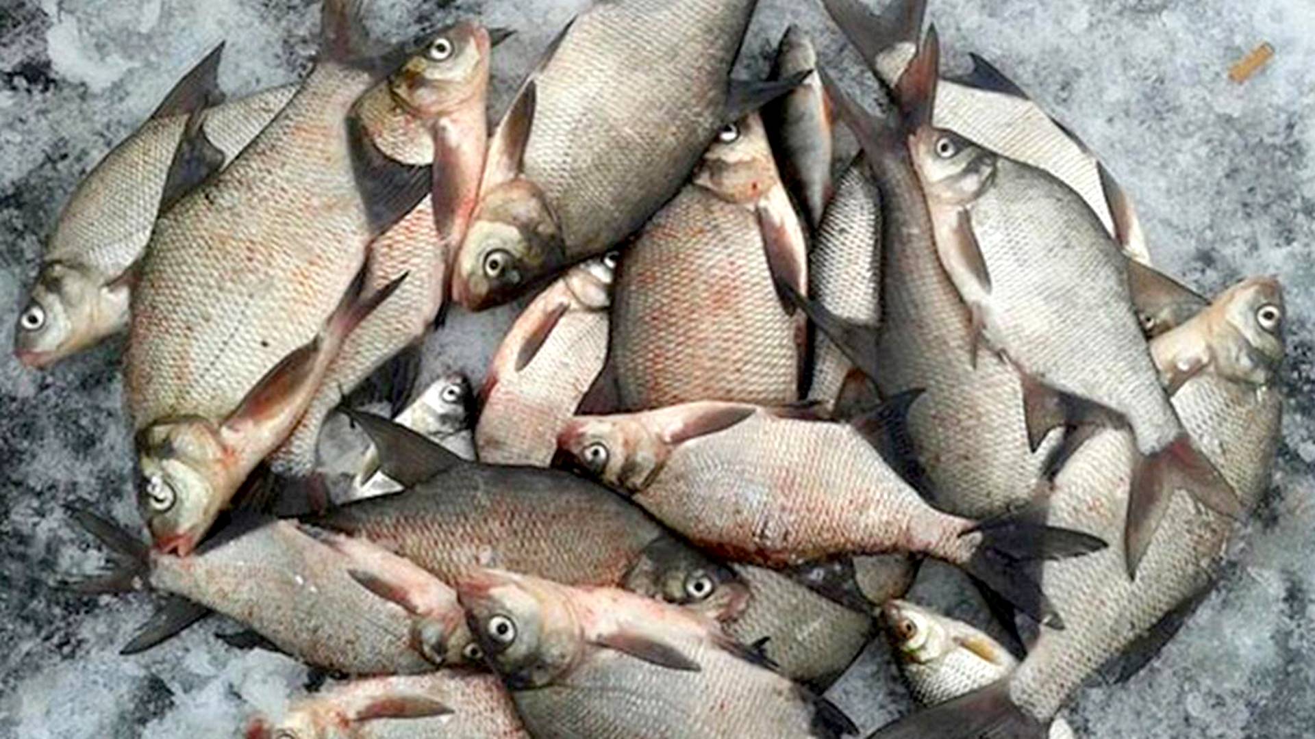 Коромысло - уловистая оснастка для зимней рыбалки.