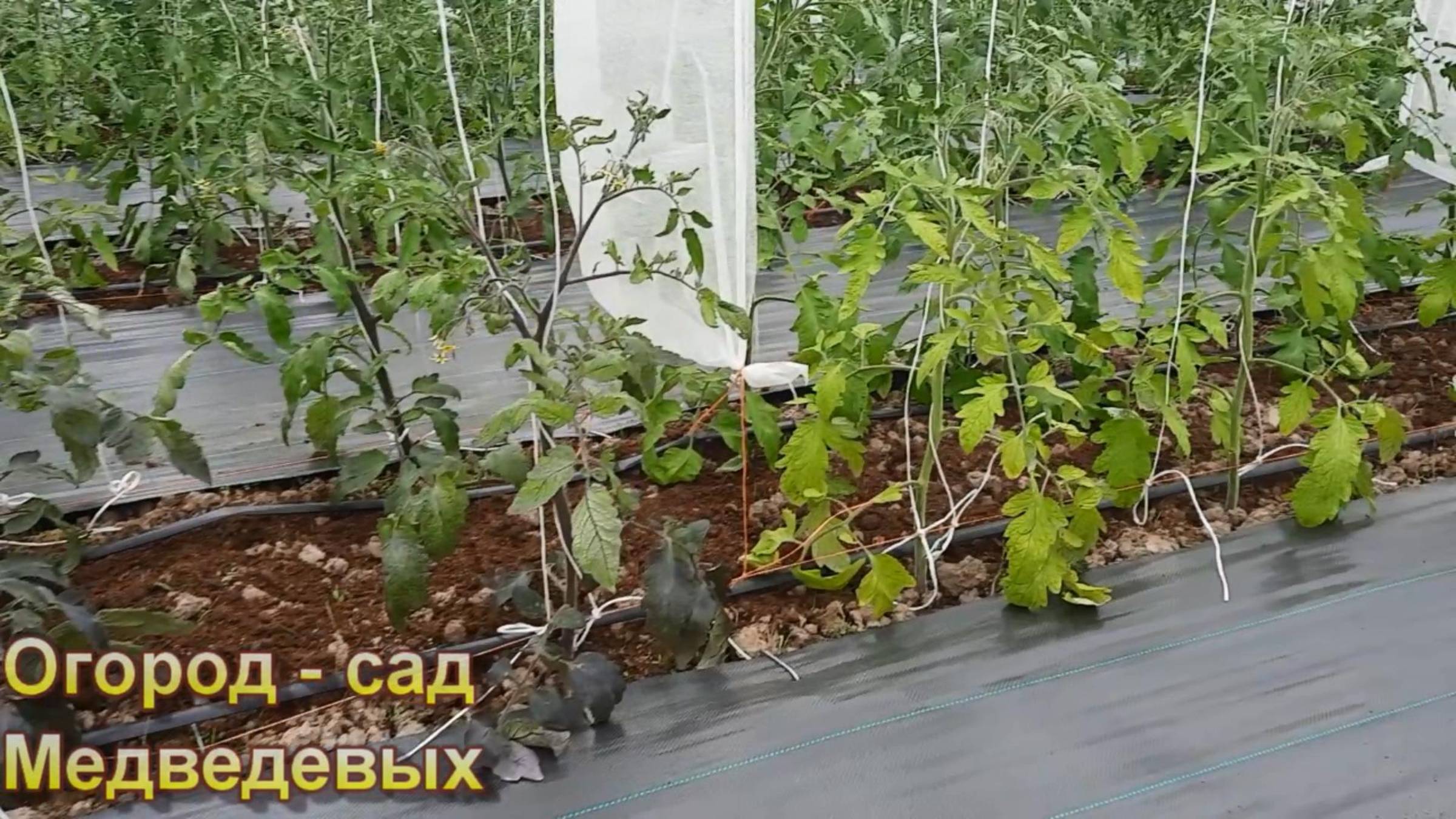 Томаты не растут, как вывести их из стресса