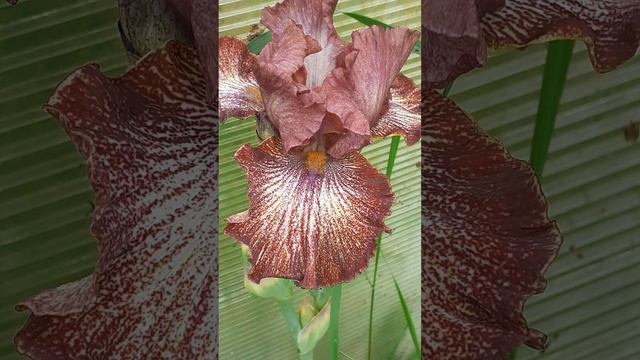 ирис MASTERS OF DIGUISE