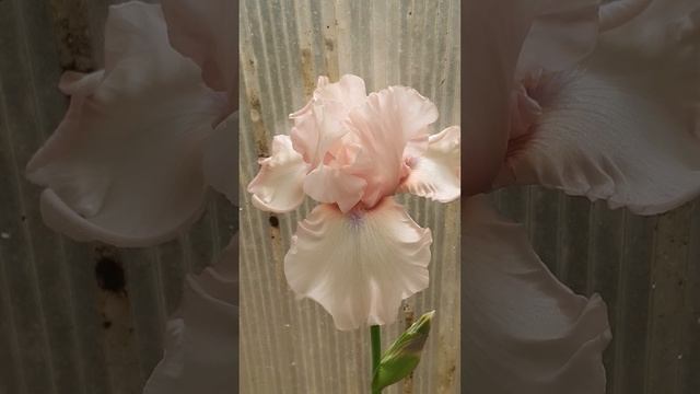 ирис ЛОРЕЙН (Vlasova' 2022)