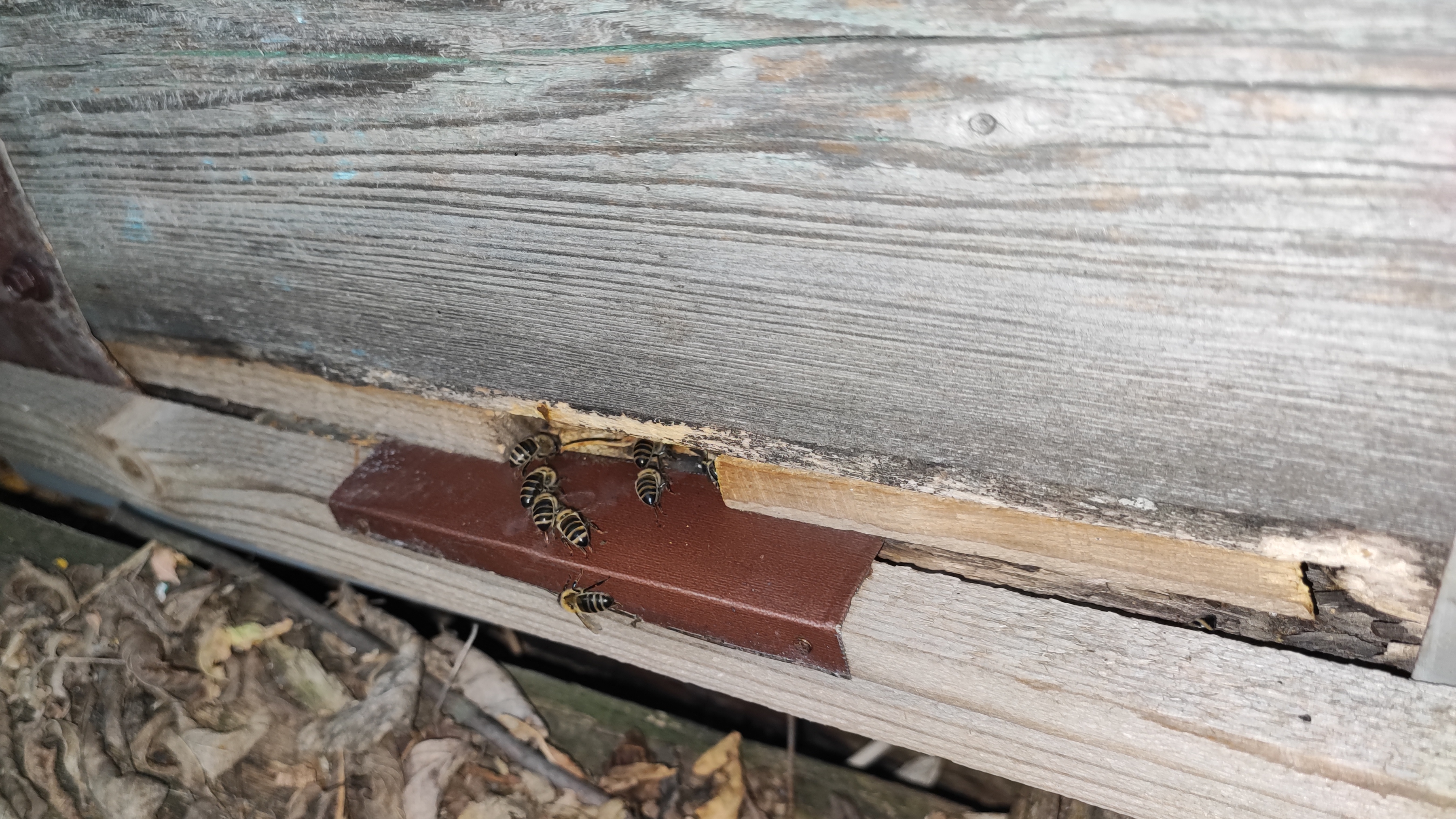 Огромная семья в заброшенном улье.