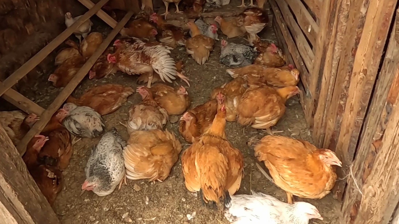 Отличный вес у бройлеров!! Я очень довольна!!