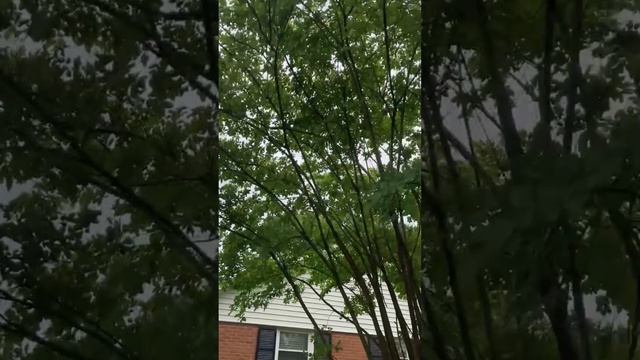 Осматриваем мой огород