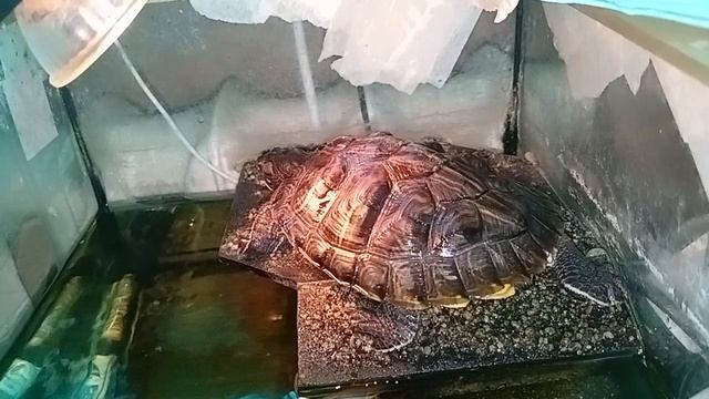 Красноухая черепаха 08-06-2025