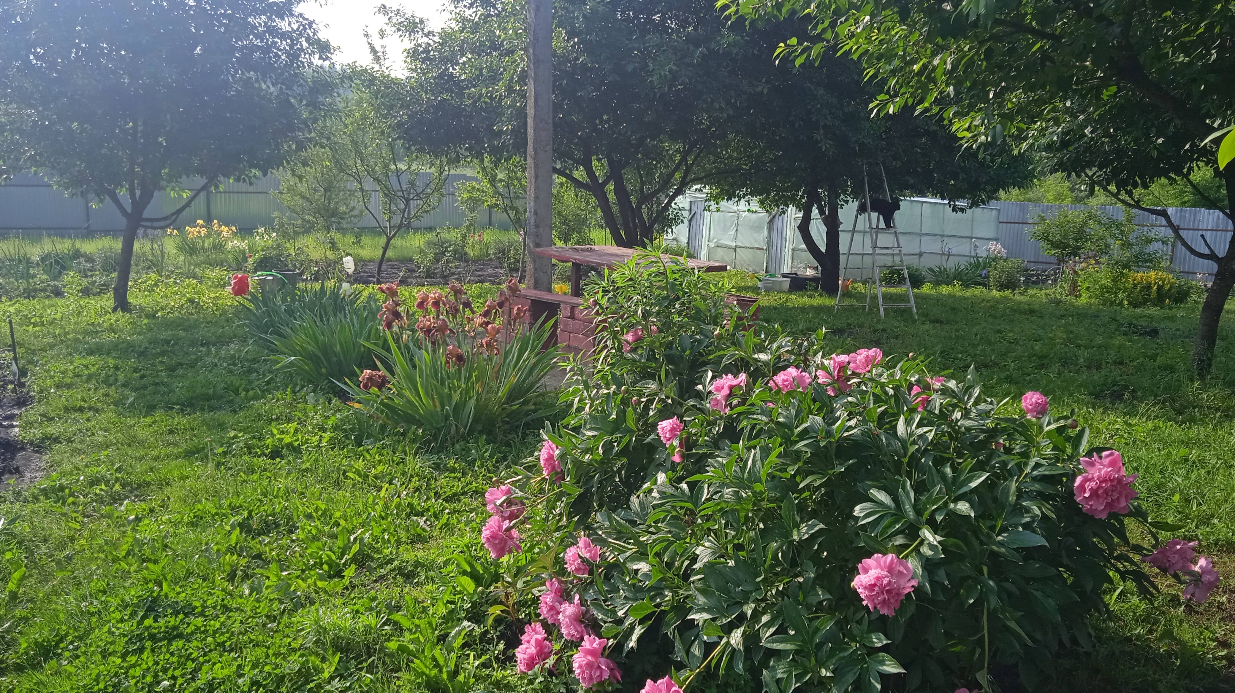 8.6.25г.  Прошёл ДОЖДЬ!!!   Розовые ПИОНЫ в Цвету!!!  Как Прижились ПИОНЫ после ПЕРЕСАДКИ???