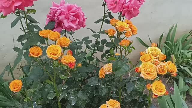 хорошего вам настроения