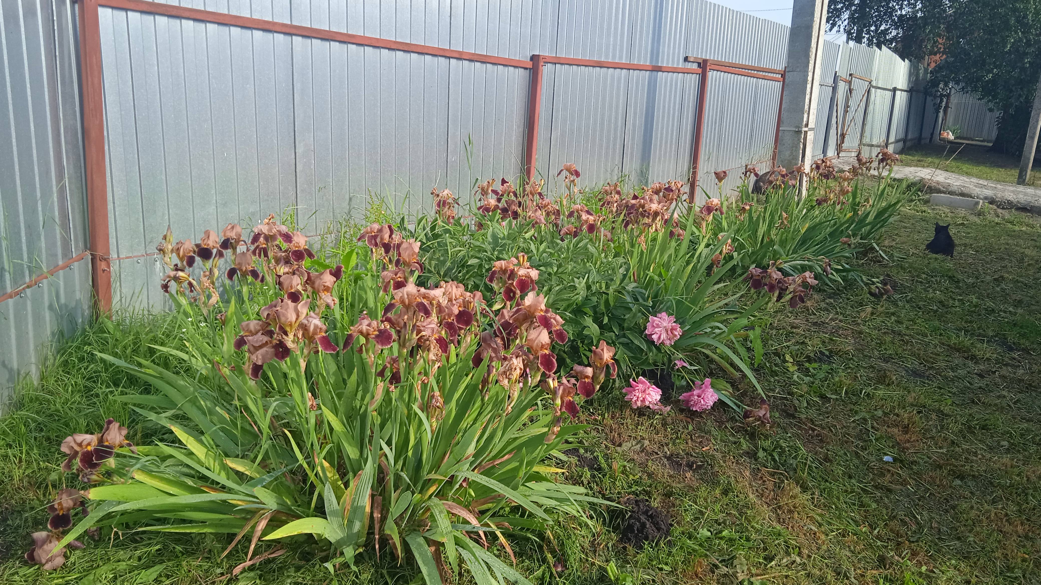 8.6.25г.  Навожу ПОРЯДОК!!!  Много ГРЯЗИ от БЕРЁЗ!!!  Банда со МНОЮ!!!  И ещё Коричневые ИРИСЫ!!!