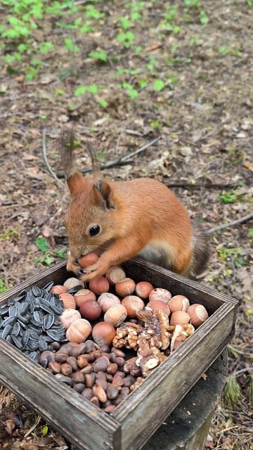 Рыжик перепрятывает орехи