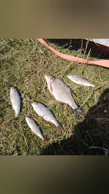 Немного порыбачил на Полудонку на реке Усень 🎣 Рыбачил на перловку. Прикормка своя. Клев вялый.